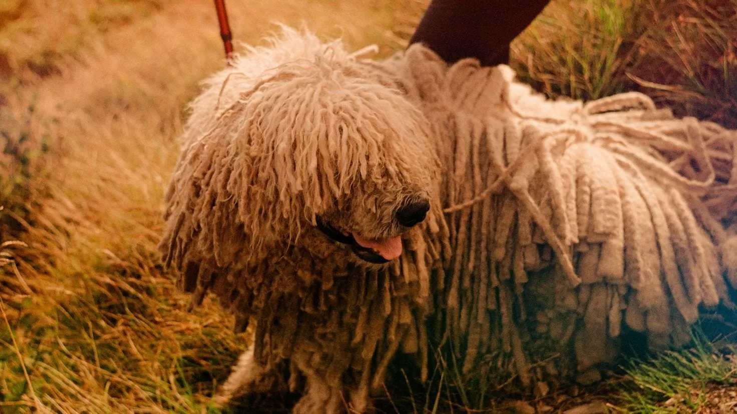 The story of Vazak, the dog that was on the list of nominees for the Oscars
