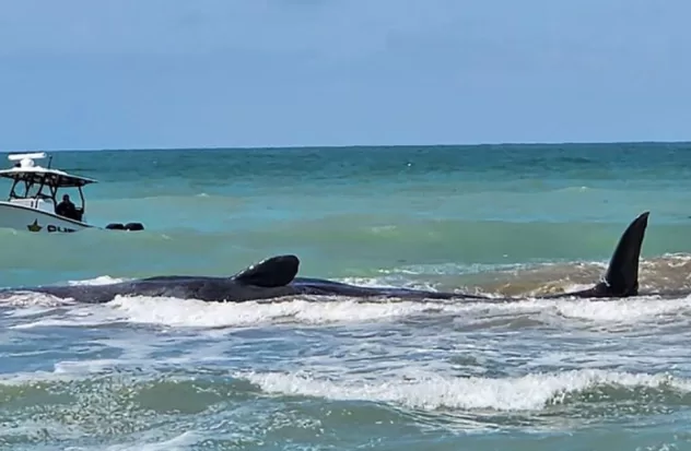 Whale dies after being stranded on Florida beach

