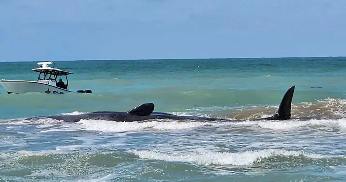 Whale dies after being stranded on Florida beach
