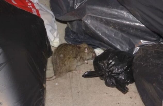 Fewer rats seen in NY - new garbage rules
