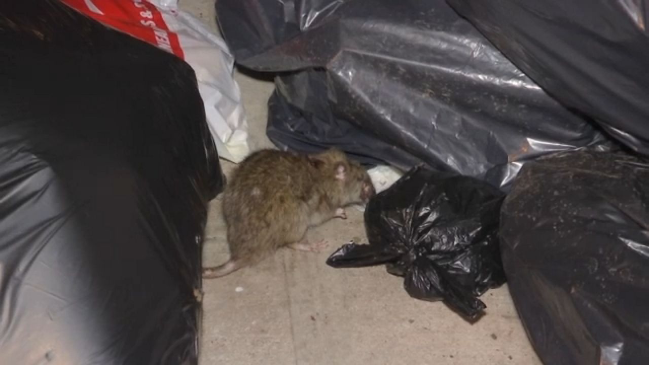Fewer rats seen in NY - new garbage rules
