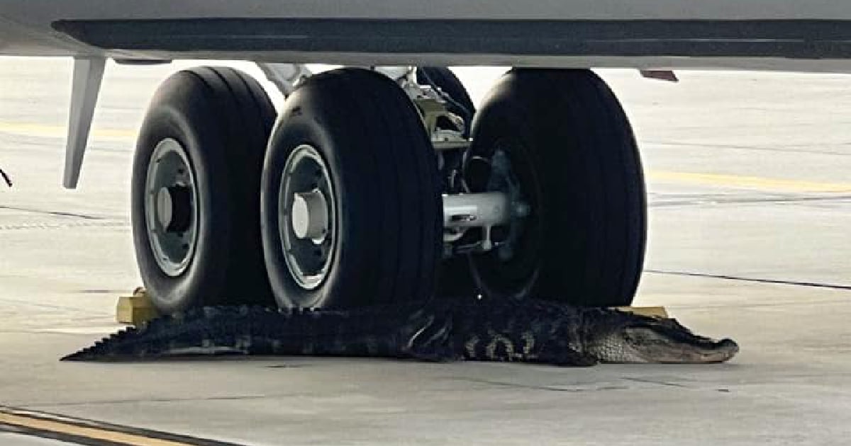 They capture the huge caiman on the runway at an air base in Florida
