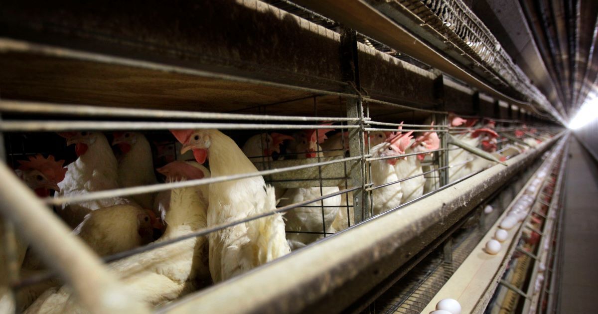 4.2 million chickens slaughtered for bird flu at Iowa farm
