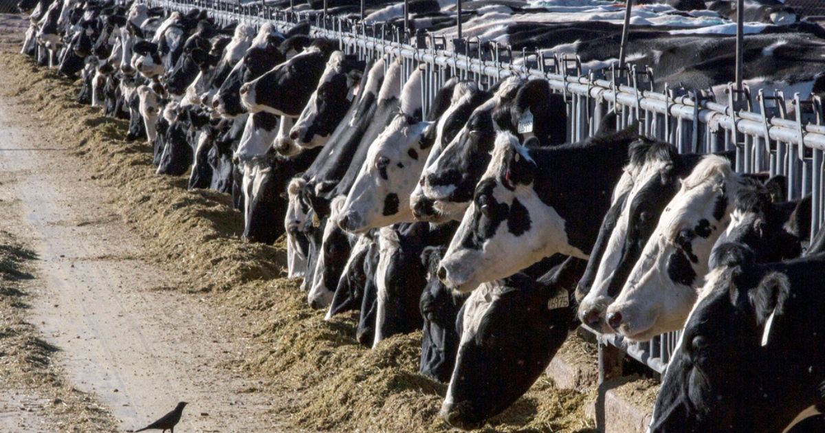 Avian flu detected in dairy cow meat, authorities rule out risk
