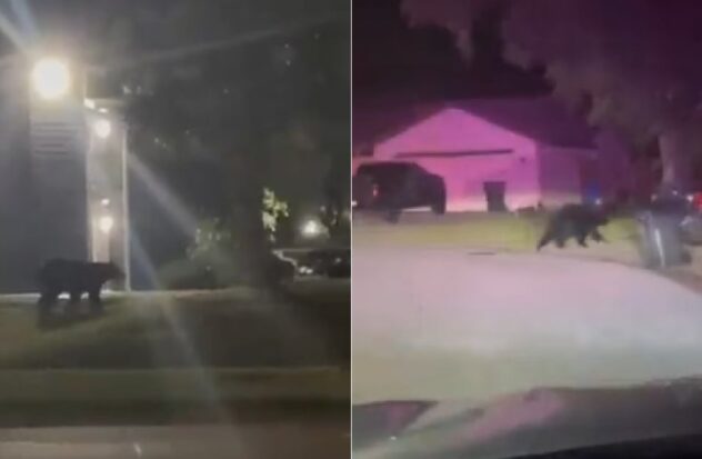 Black bear that wandered through Tampa neighborhood evades attempts to capture it

