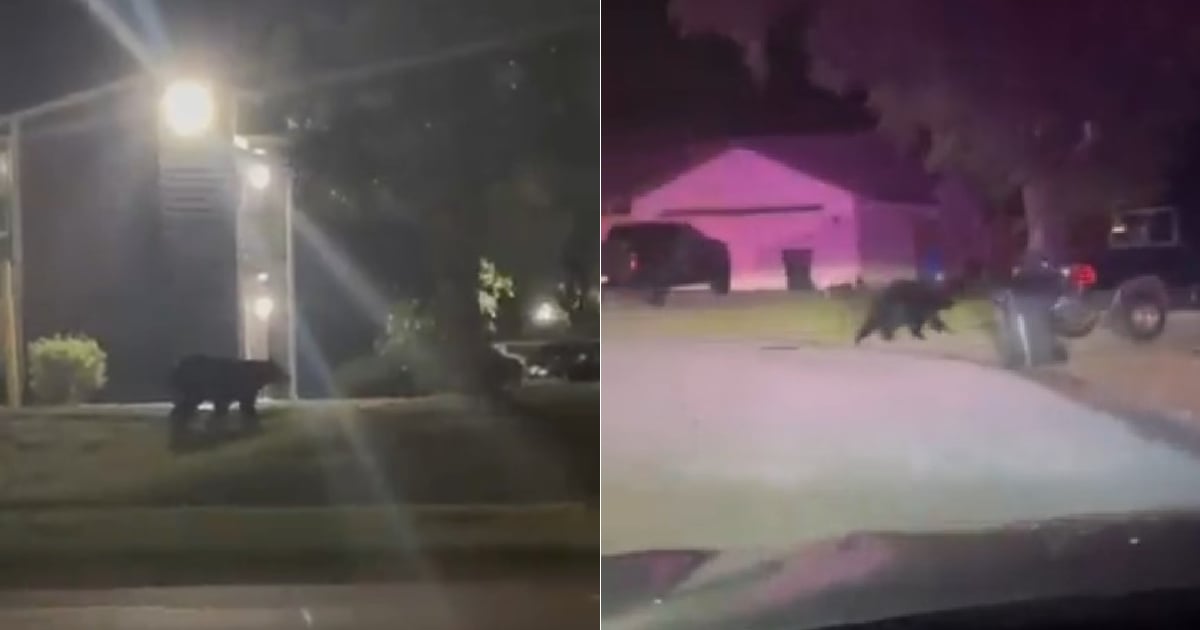 Black bear that wandered through Tampa neighborhood evades attempts to capture it
