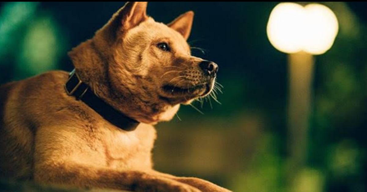Hachiko 2, a film that shows the loyalty of pets
