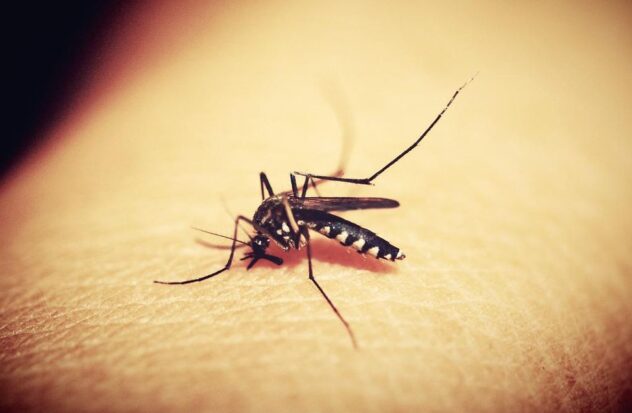 How to protect yourself and avoid diseases caused by mosquitoes
