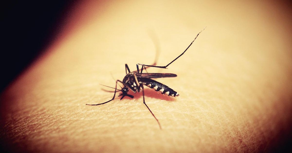How to protect yourself and avoid diseases caused by mosquitoes
