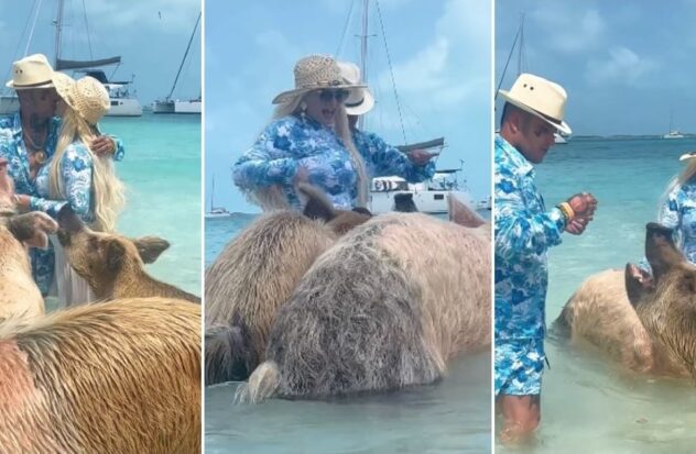 Now with a pig!  Laura, Osmani's wife, gets a new scare on her vacation in the Bahamas
