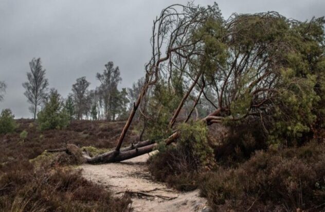 State-of-the-art equipment evaluates forest damage from hurricanes

