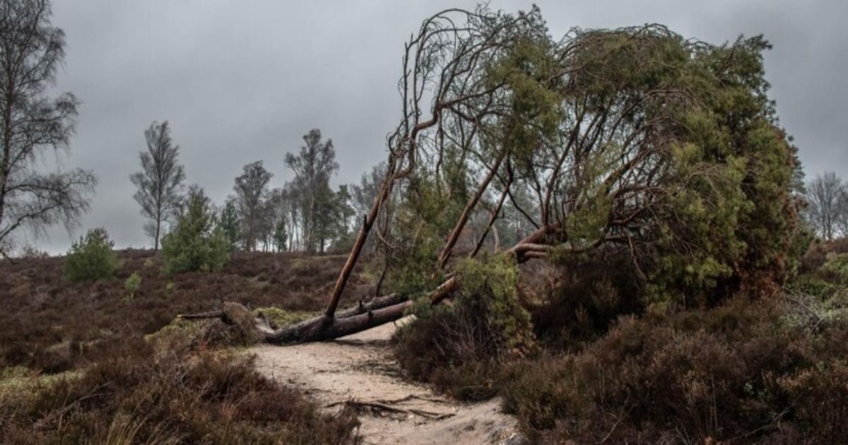 State-of-the-art equipment evaluates forest damage from hurricanes
