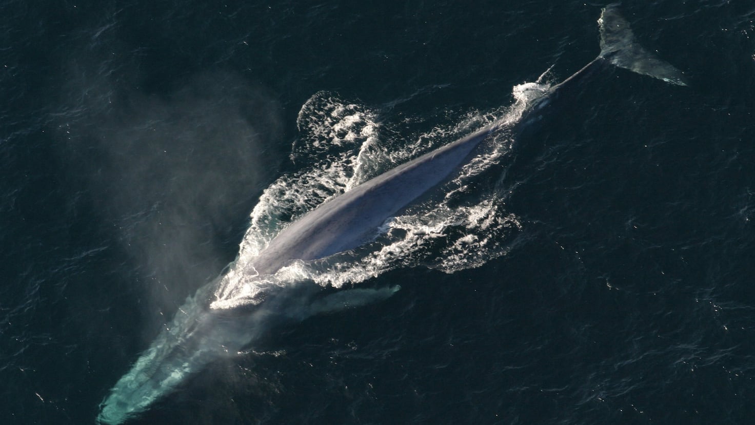 The song of whales that could indicate a resurgence in the Antarctic
