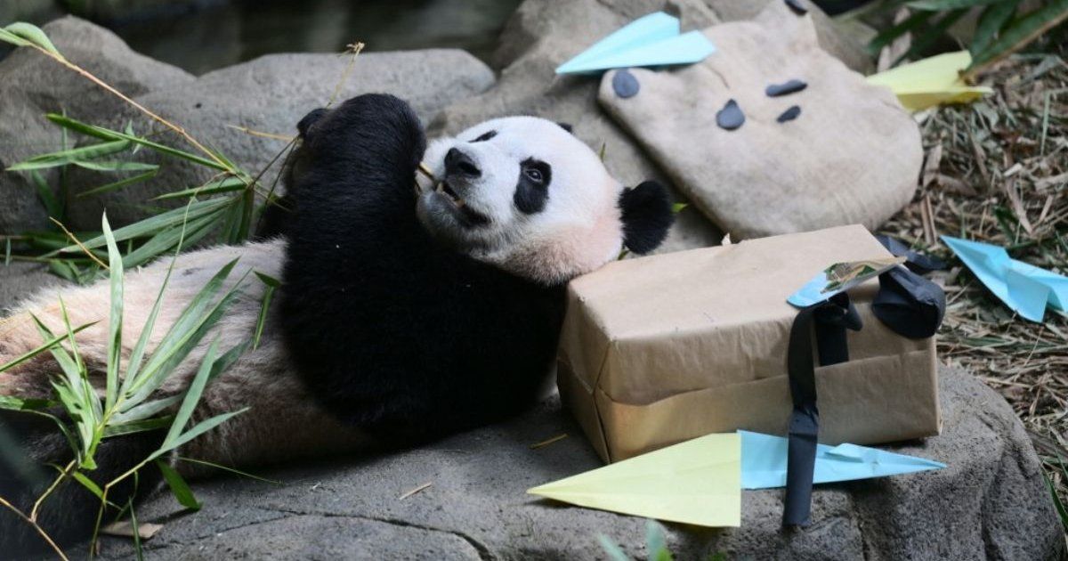 They announce that the Washington Zoo will receive two giant pandas from China
