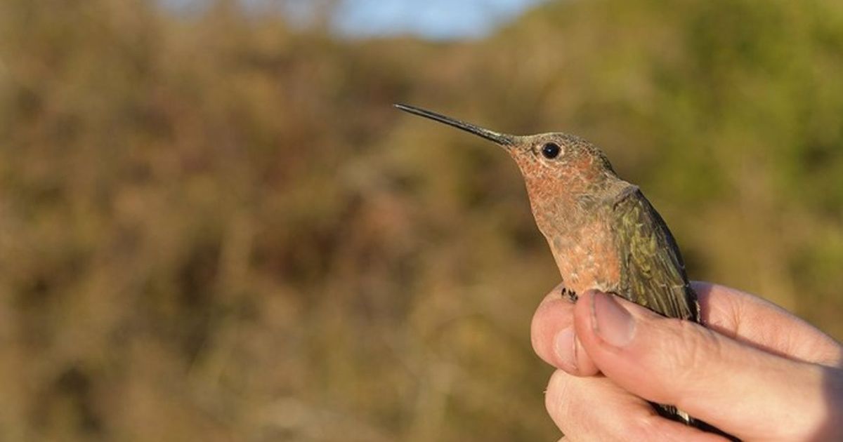 They discover the largest species of hummingbird in the world
