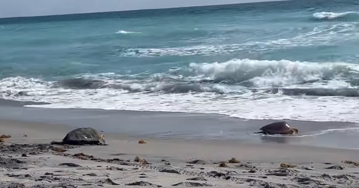 Two loggerhead turtles return to the ocean after recovering from their injuries in Florida
