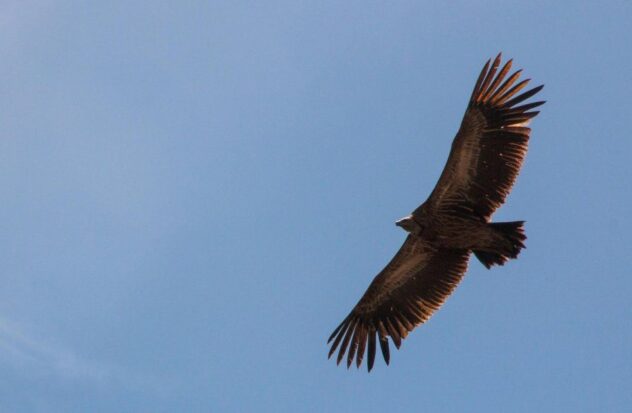 War in Ukraine disrupts migration of eagle species
