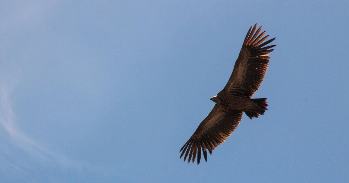 War in Ukraine disrupts migration of eagle species
