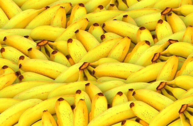 What is known about the bananas with cocaine sent to the US from Ecuador?

