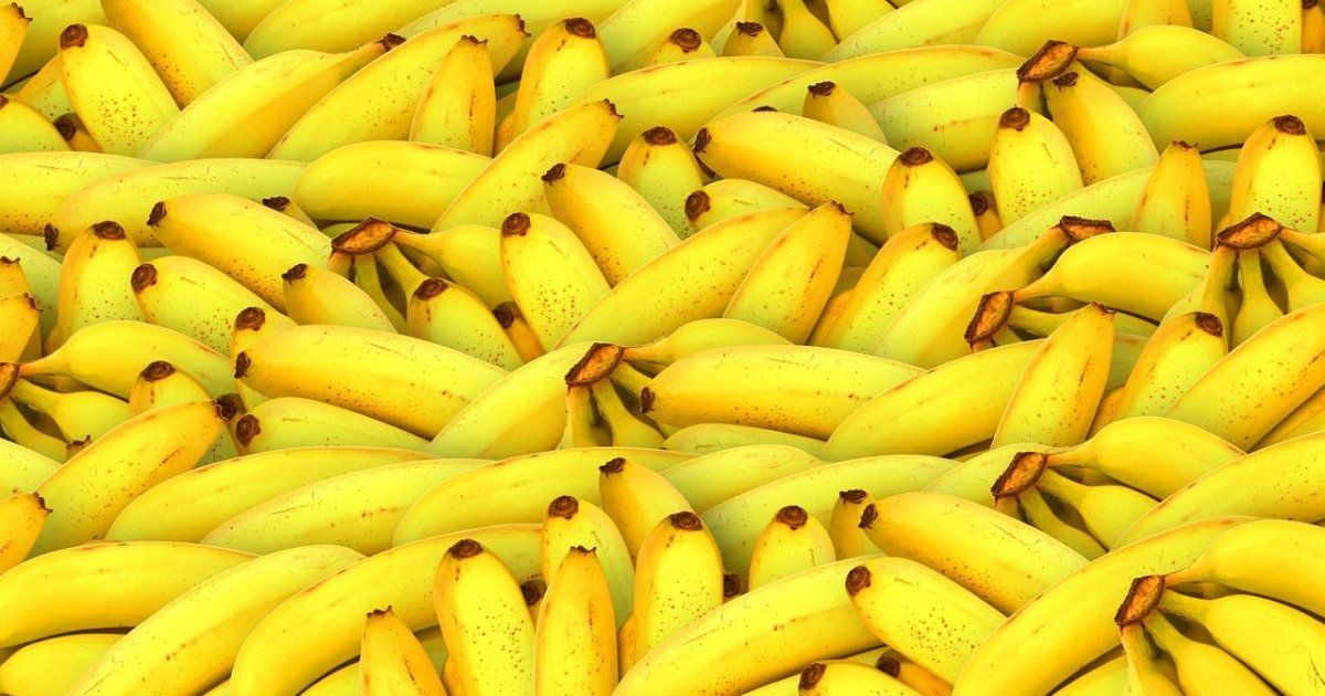 What is known about the bananas with cocaine sent to the US from Ecuador?
