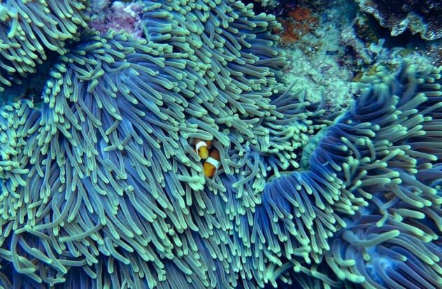 70% of the world's coral reefs are threatened, warns the UN
