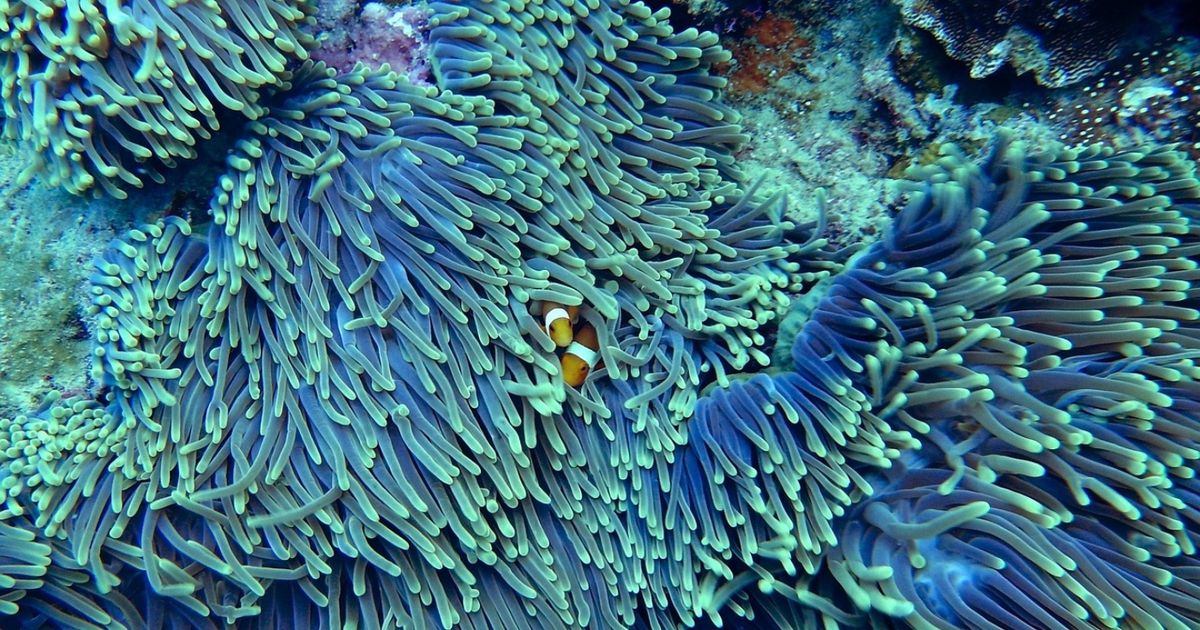 70% of the world's coral reefs are threatened, warns the UN
