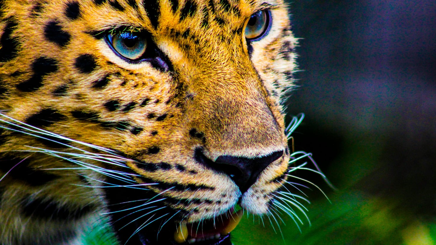 A jaguar escapes from its enclosure and kills the person in charge of caring for it in Bolivia
