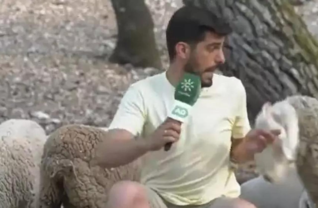 A reporter from Canal Sur, attacked by a sheep live
