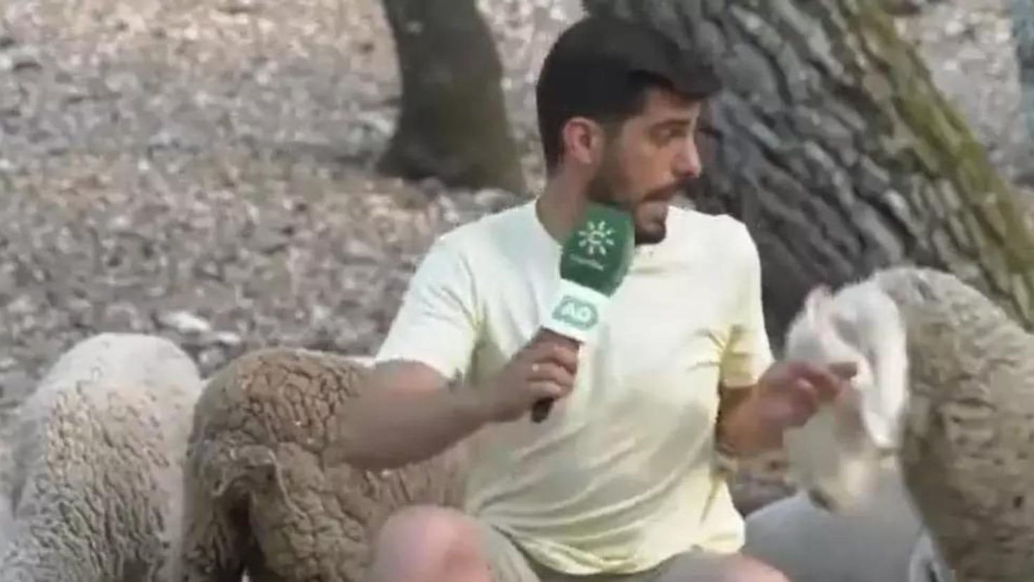 A reporter from Canal Sur, attacked by a sheep live