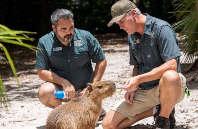 Female capybara arrives at Florida zoo to increase the population of these rodents

