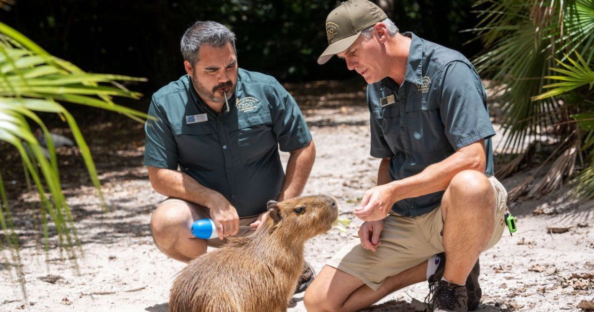 Female capybara arrives at Florida zoo to increase the population of these rodents