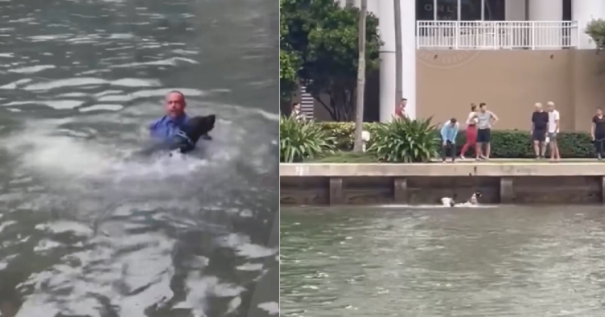 Man throws his dog into the water and confronts neighbors who try to rescue him
