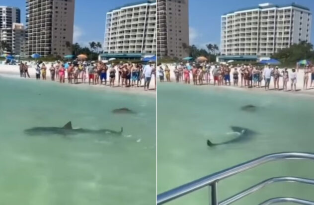 Shark washes ashore on South Beach
