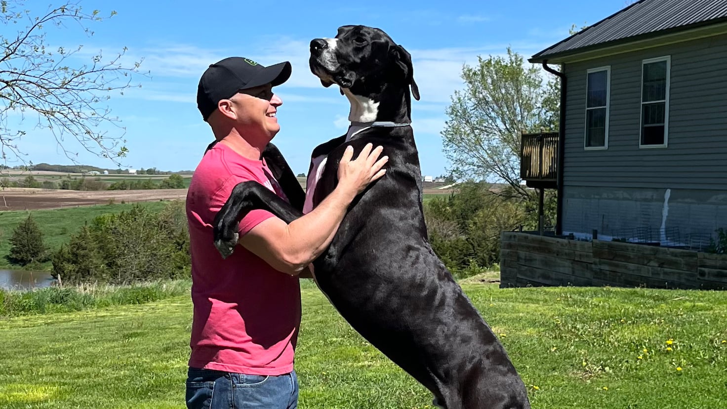 The height of the Iowa Great Dane, the largest dog in the world
