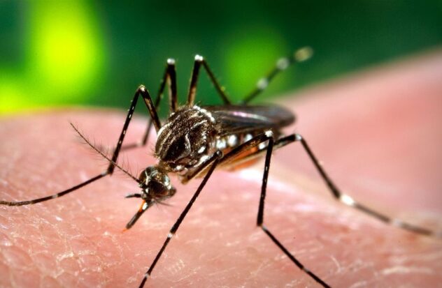 They warn of an alarming increase in dengue cases in the world

