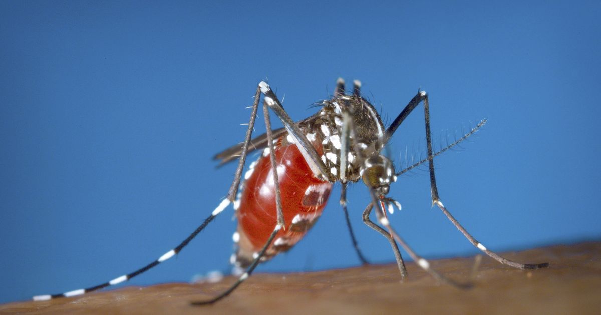 US issues warning due to increase in dengue cases