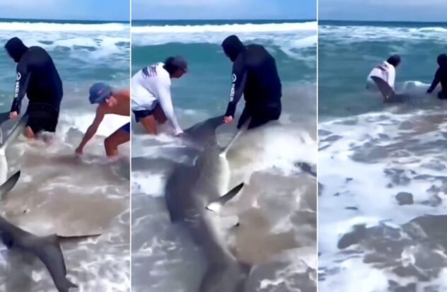 Young people rescue great hammerhead shark stranded on Miami beach
