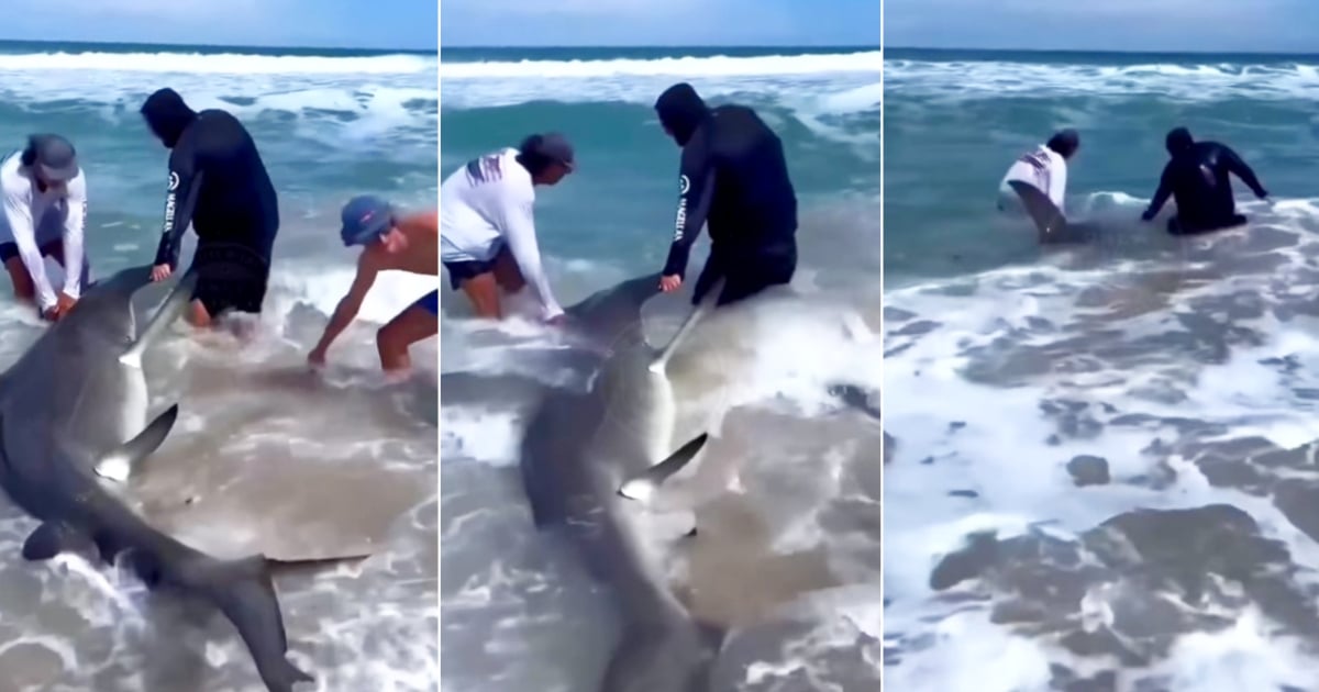Young people rescue great hammerhead shark stranded on Miami beach