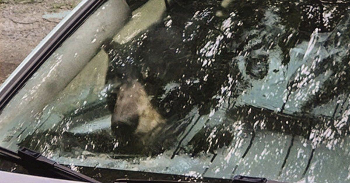 A bear and her cub destroy a car after getting trapped inside