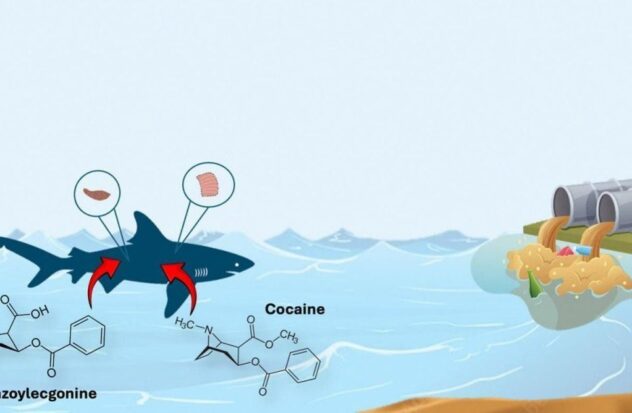 Cocaine found in sharks in coastal waters in Brazil
