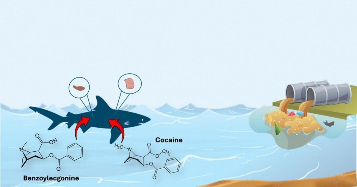Cocaine found in sharks in coastal waters in Brazil