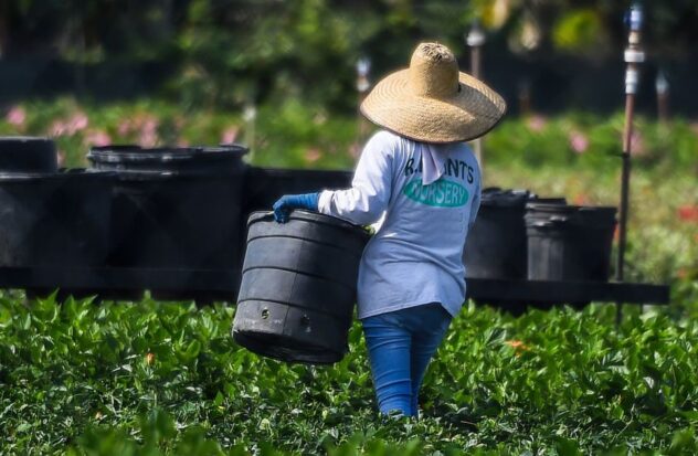 Heat wave exacerbates shortage of foreign farm labor in Florida
