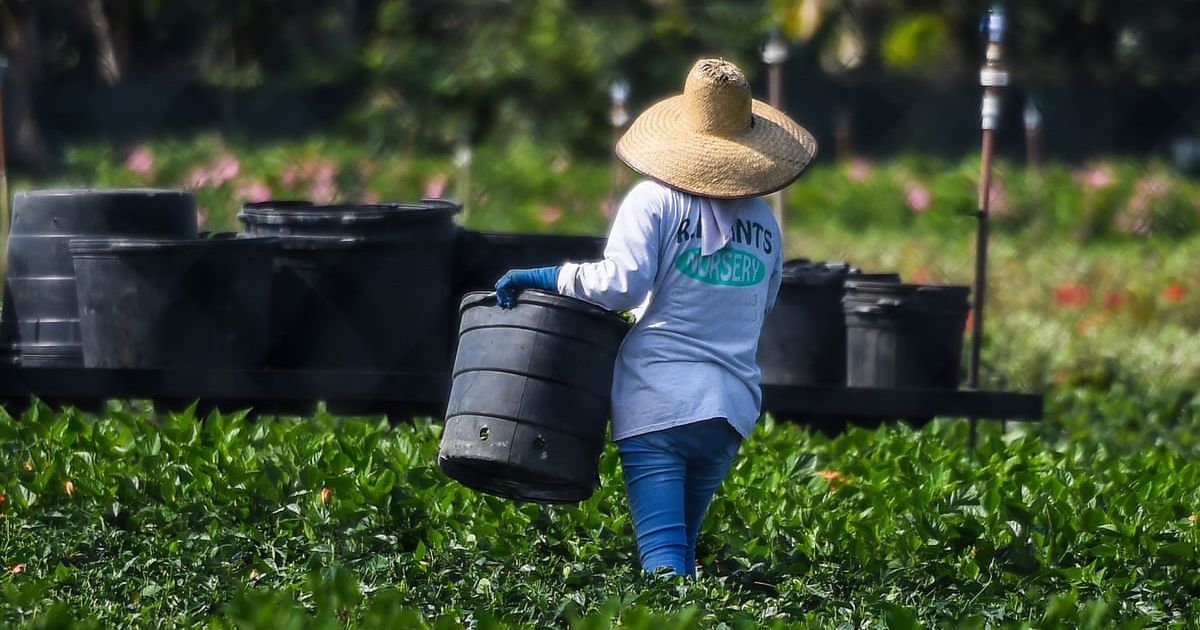 Heat wave exacerbates shortage of foreign farm labor in Florida