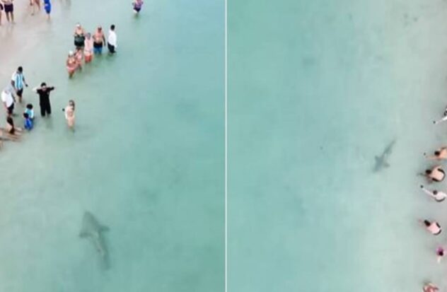 Huge shark caught swimming along the shore at Miami beach
