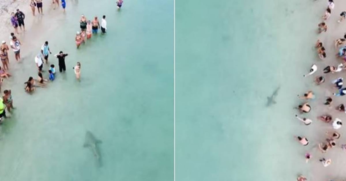 Huge shark caught swimming along the shore at Miami beach