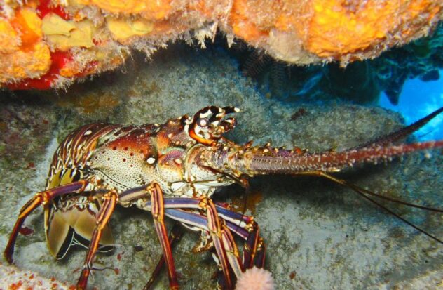 Lobster mini-season begins in Florida on Sunday
