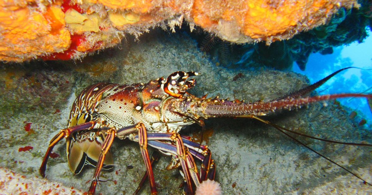 Lobster mini-season begins in Florida on Sunday