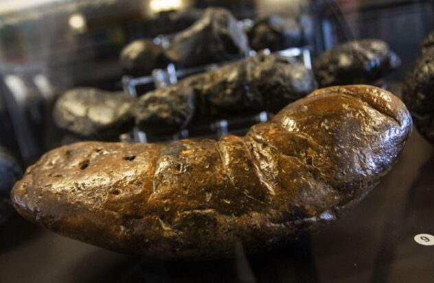 Fossilized alligator scat is displayed at the Poozeum, Friday, June 7, 2024, in Williams, Ariz. The museum in northern Arizona along Route 66 features fossilized feces from prehistoric animals.