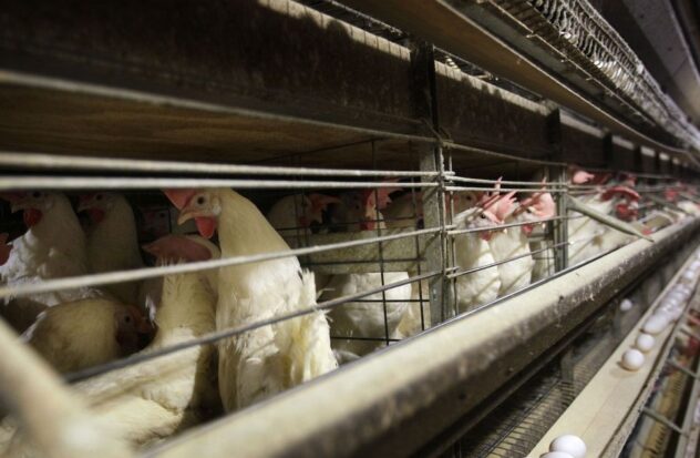 New cases of bird flu confirmed in four Colorado poultry workers
