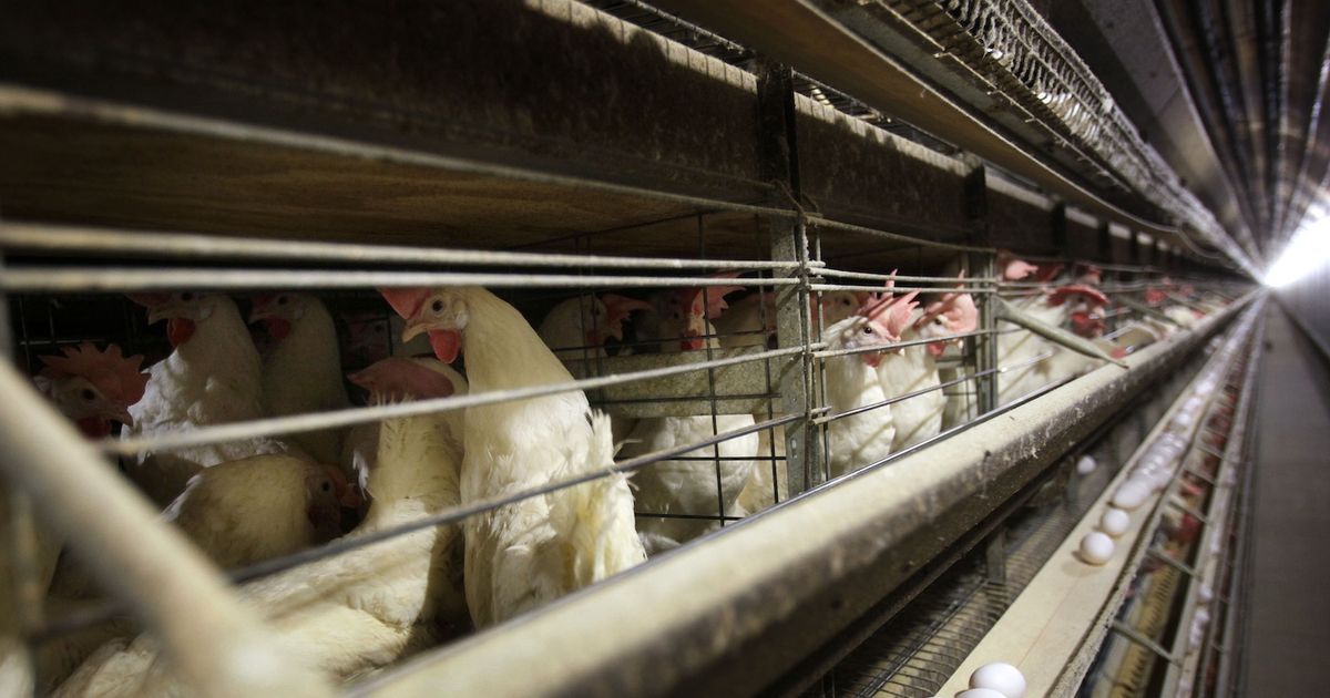 New cases of bird flu confirmed in four Colorado poultry workers